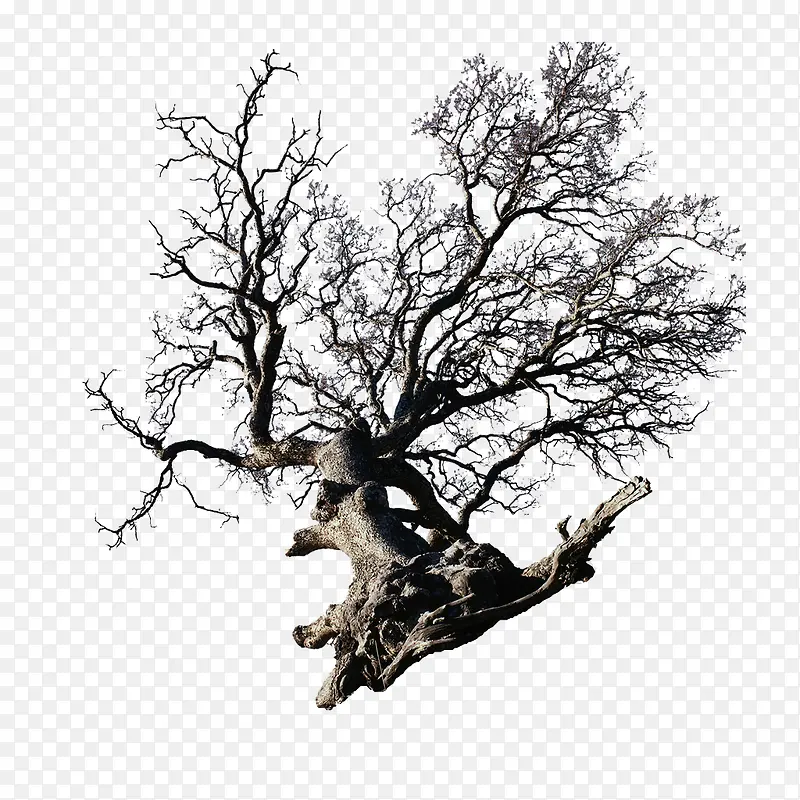 �Ͽ���֦-������