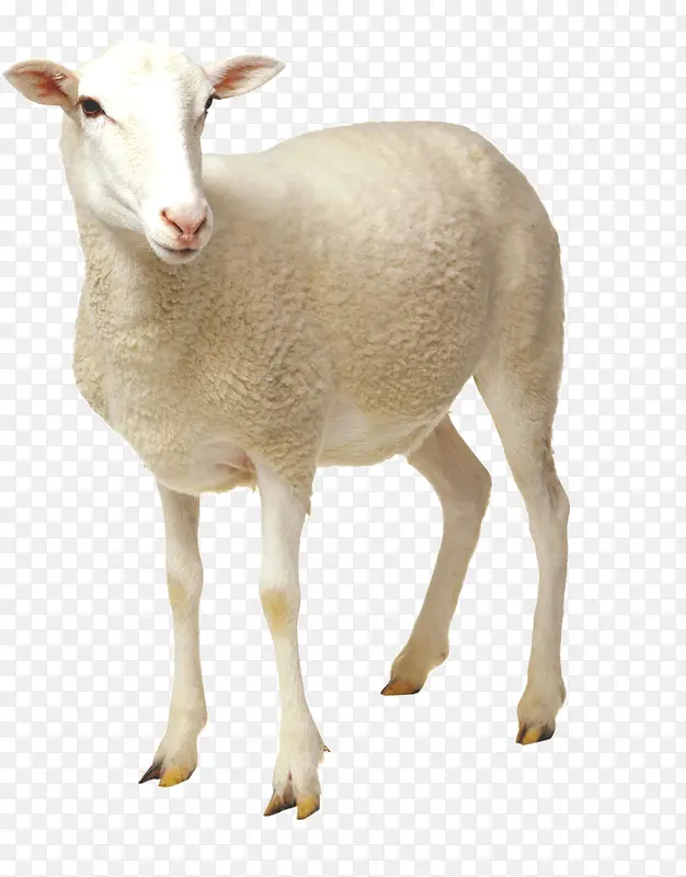 ������Ӱ��ɫ��С����-������