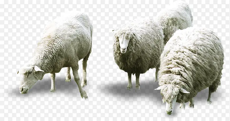 ��ɫ����������Ӱ����-������