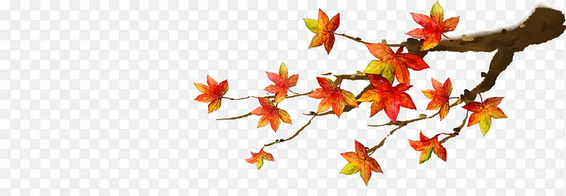 ��֦��ɫ�ķ�Ҷ���-������