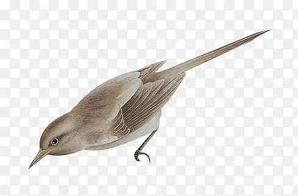 С����ɫС����-������