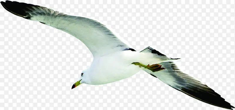 ��ɫ��ӥ����߷�-������