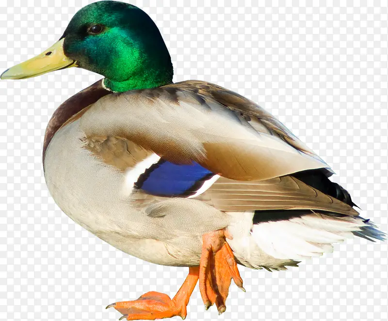 �ֻ�Ѽ��-������