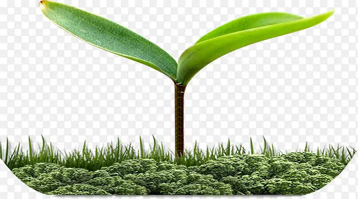 ��ѿ-������