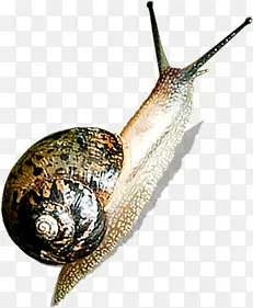 �ɰ����ж�����ţ-������