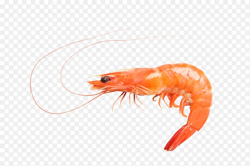 ��Ʒʵ��ʳ�ﺣ��Ϻ��-������