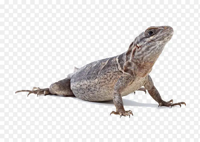 ���涯��-������