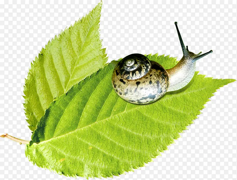 ������Ӱ�ϳ���ɫ����Ҷ-������