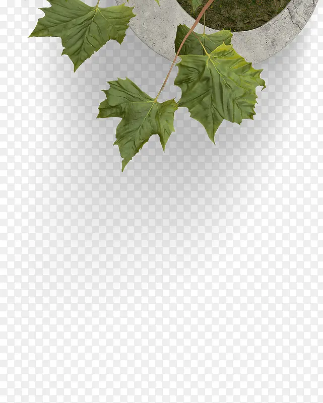 ��ɫ����Ҷƫ��ƽ��-������