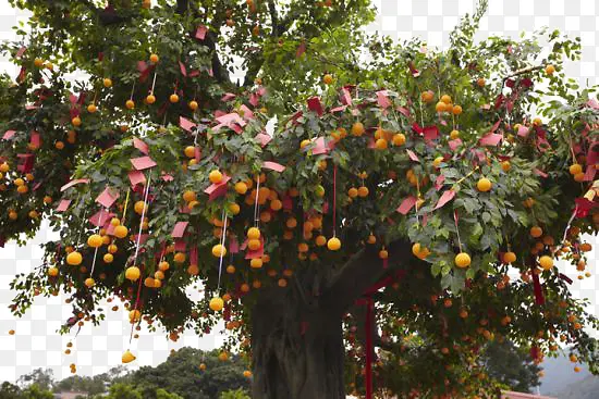 ����Ը������Ը��-������