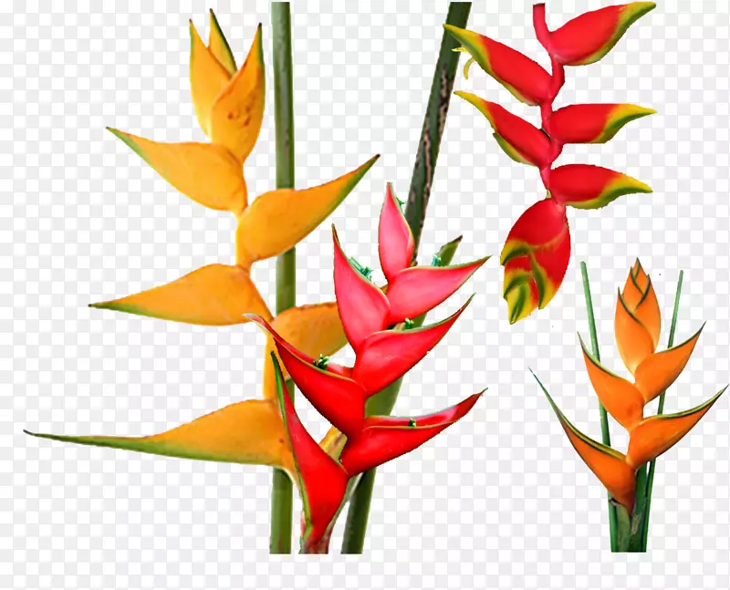 ֲ�ﻭ�л�.ֲ��-������