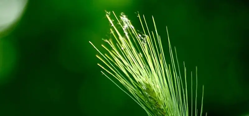 ��ɫ����-������