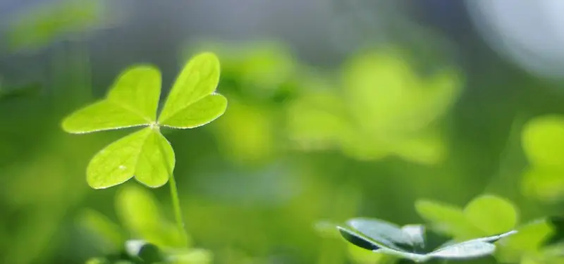 ��Ҷ�ݱ���-������