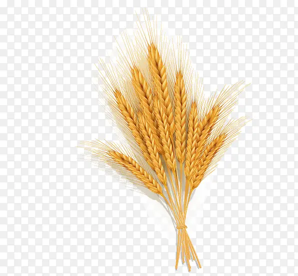 ��ɫ����ʸ���ز�-������