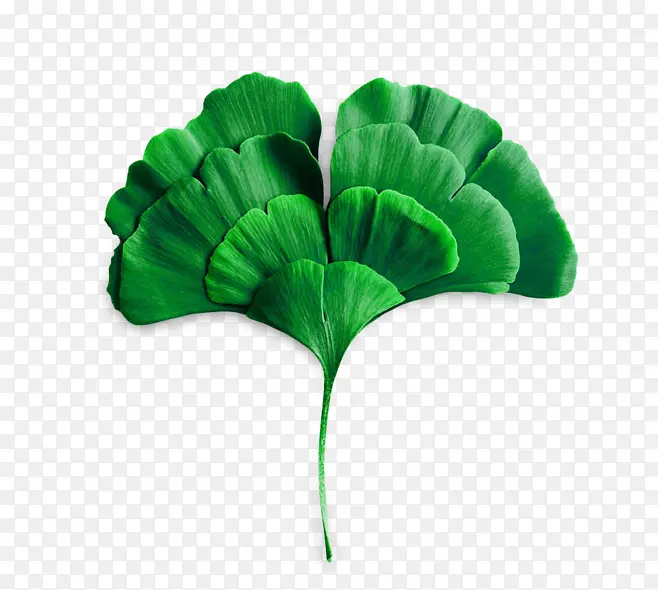 ��Ҷ��-������