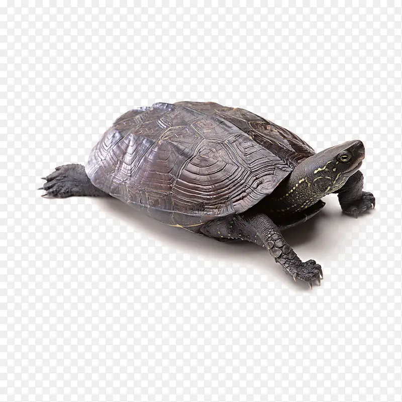 �ɰ�С�ڹ�-������