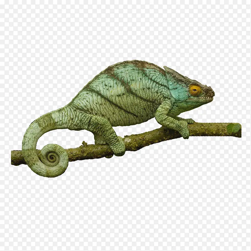 ����֦��ɫ��-������