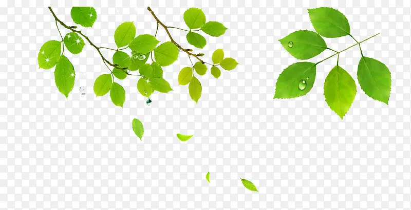 ��֦-������