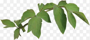 ��֦��Ҷ��Լ����-������