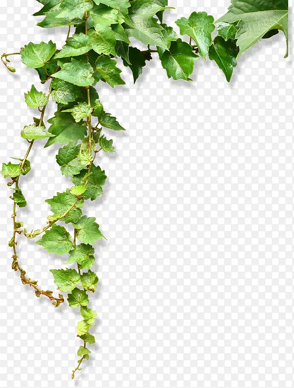 ���͸������Ҷ��֦-������