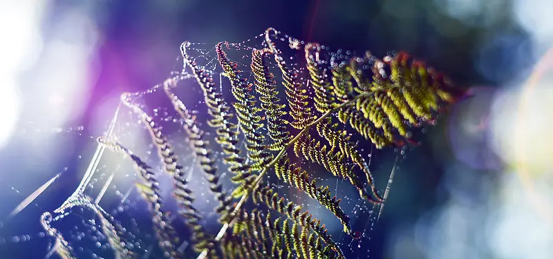 ��֦�λñ���-������