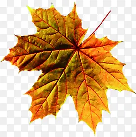 ��Ҷ����ʥ����չ��-������