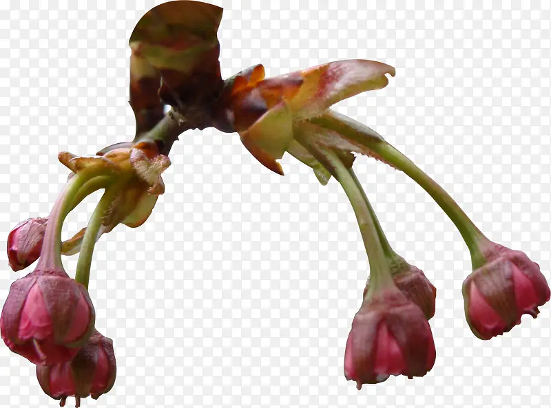 ���������֦����-������