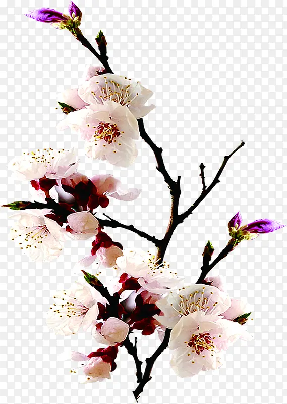 �����ɫ������֦�羰-������