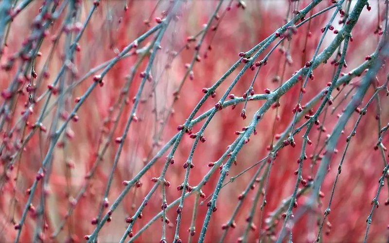 ������֦�����ֽ-������