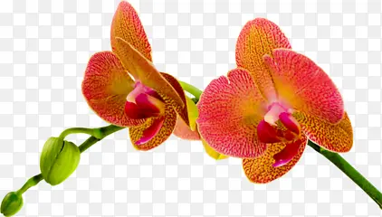 �����ɫ���仨����֦-������