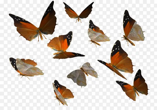 ��ɫ��������-������