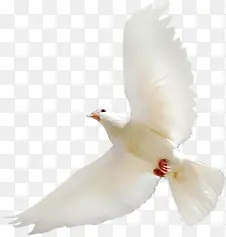 ���嵥ֻ��ɫ��ƽ��-������