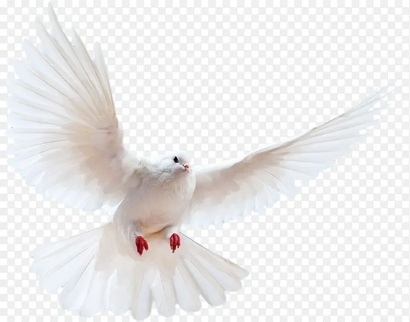 ��ɫ�Ÿ��ƽ��-������