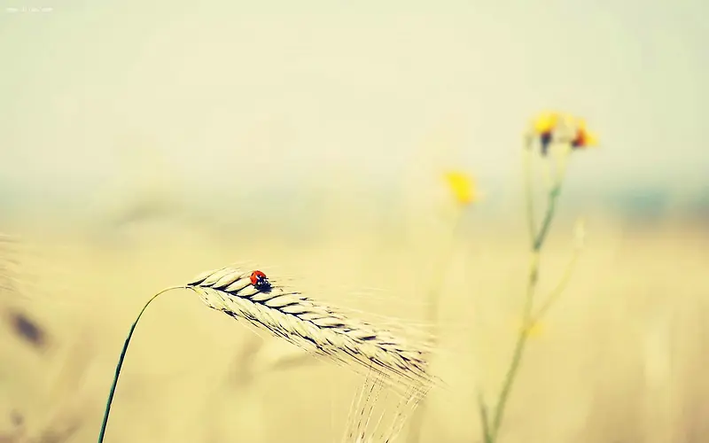 ���屳��ͼƬʸ���ز�-������