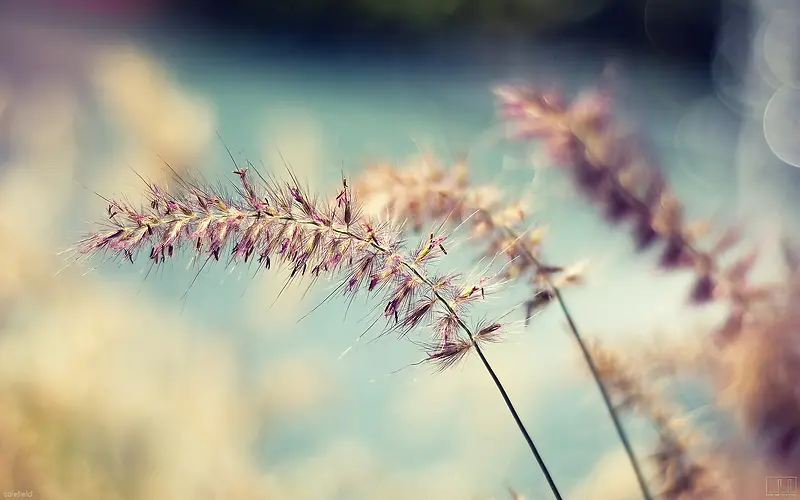 ���屳��ͼƬ�����ز�-������