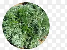 ��ɫҰ��Ұ��ʳ��-������