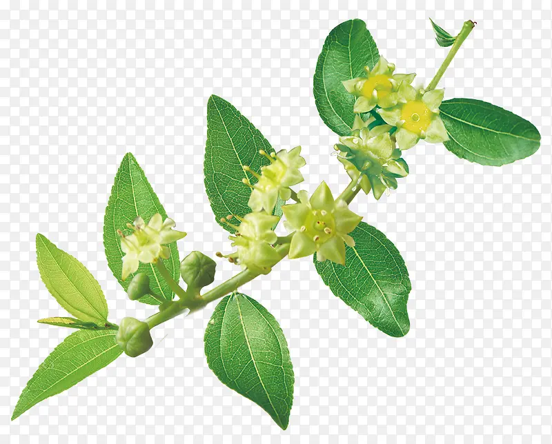 ������Ӱ��ɫ�Ĳݱ�ֲ���滨-������