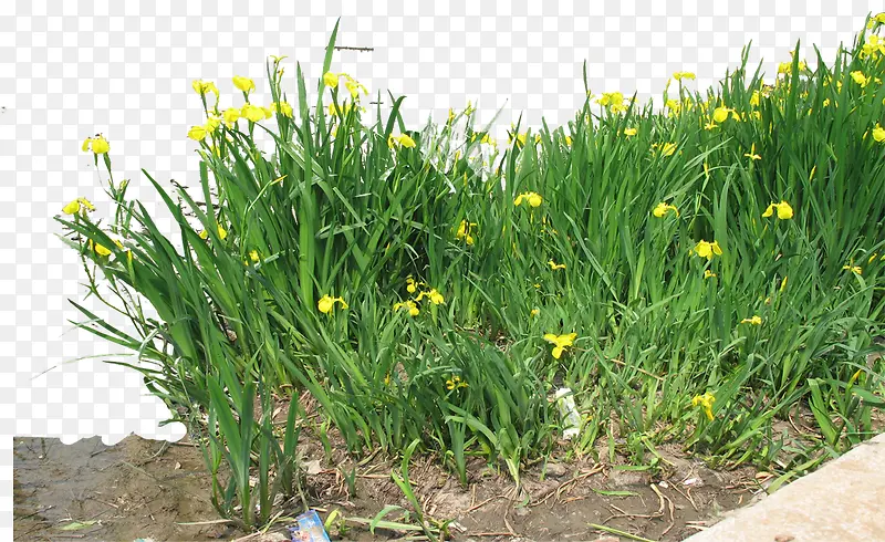 ������Ӱ��ɫ�ݱ�ֲ�ﻨ��-������