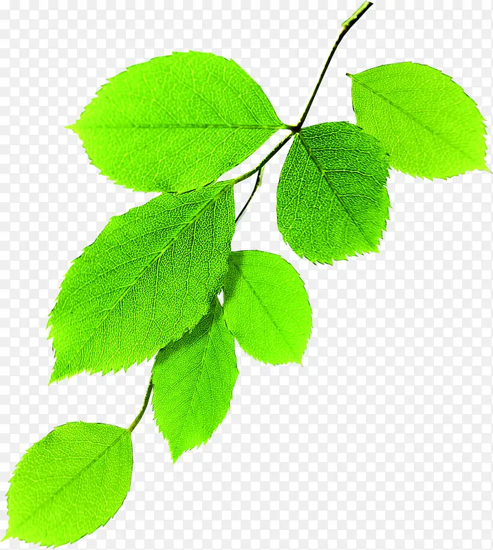 ������ɫ�ݱ�ֲ����Ӱ��Ҷ-������