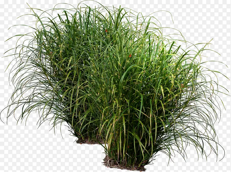 ������Ӱ��ɫ�ݱ�ֲ������-������