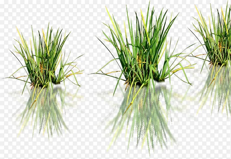 ������Ӱ�ݱ�ֲ��ˮ��-������