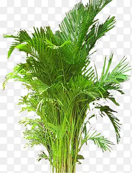 ��ɫ�ݱ�ֲ�������ӰЧ��-������