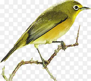 ��ɫˮ��С�����-������