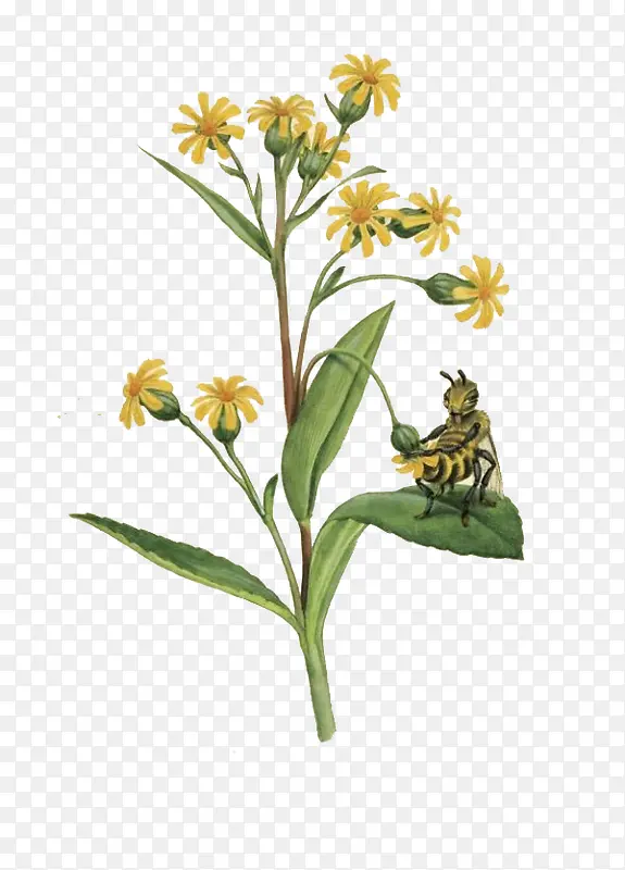 ���»ƻ�����廭-������