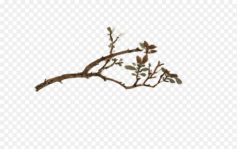 ��֦���-������