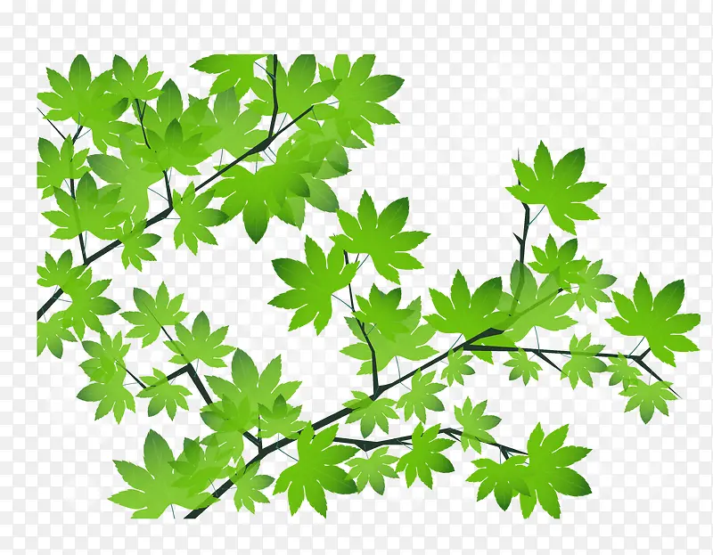 ��Ȼֲ��Ҷ�б�ֲ��-������