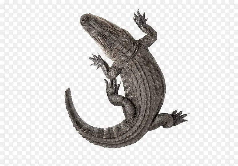 ɭ�ֶ���-������