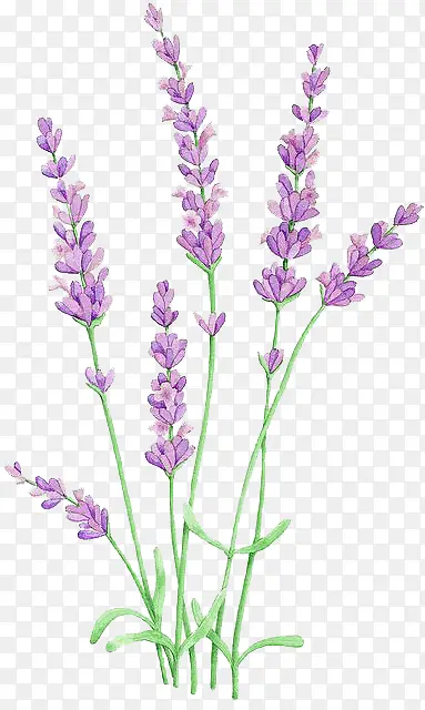 ˮ��޹�²�-������