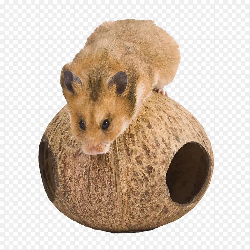 �ɰ�����-������