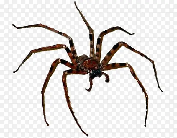 ����С֩��-������